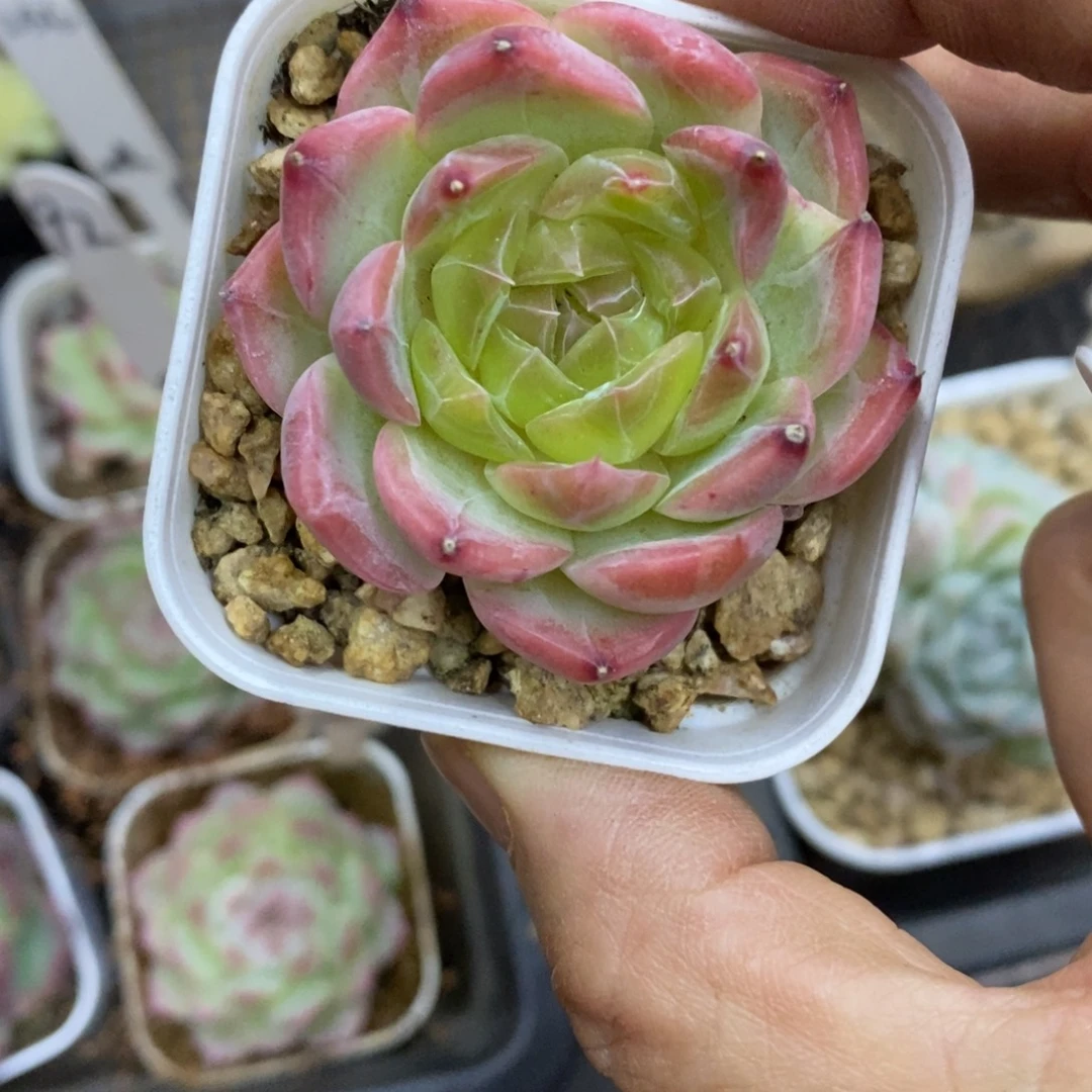 精品多肉一物一拍不包整307