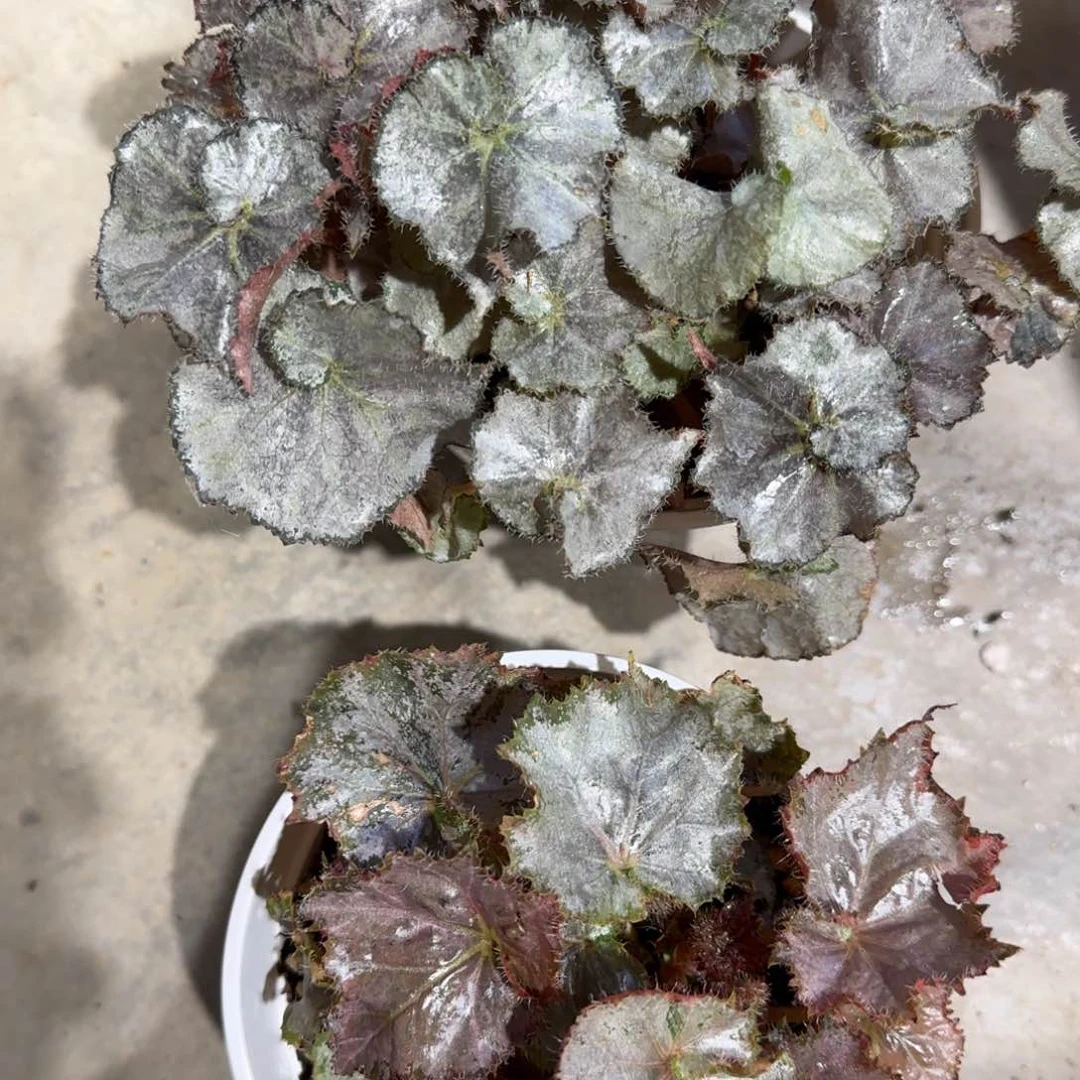 银色小叶金属感组合