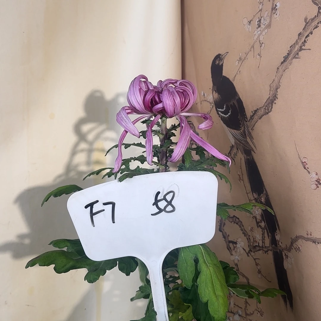 人***戏全部花朵F77777777