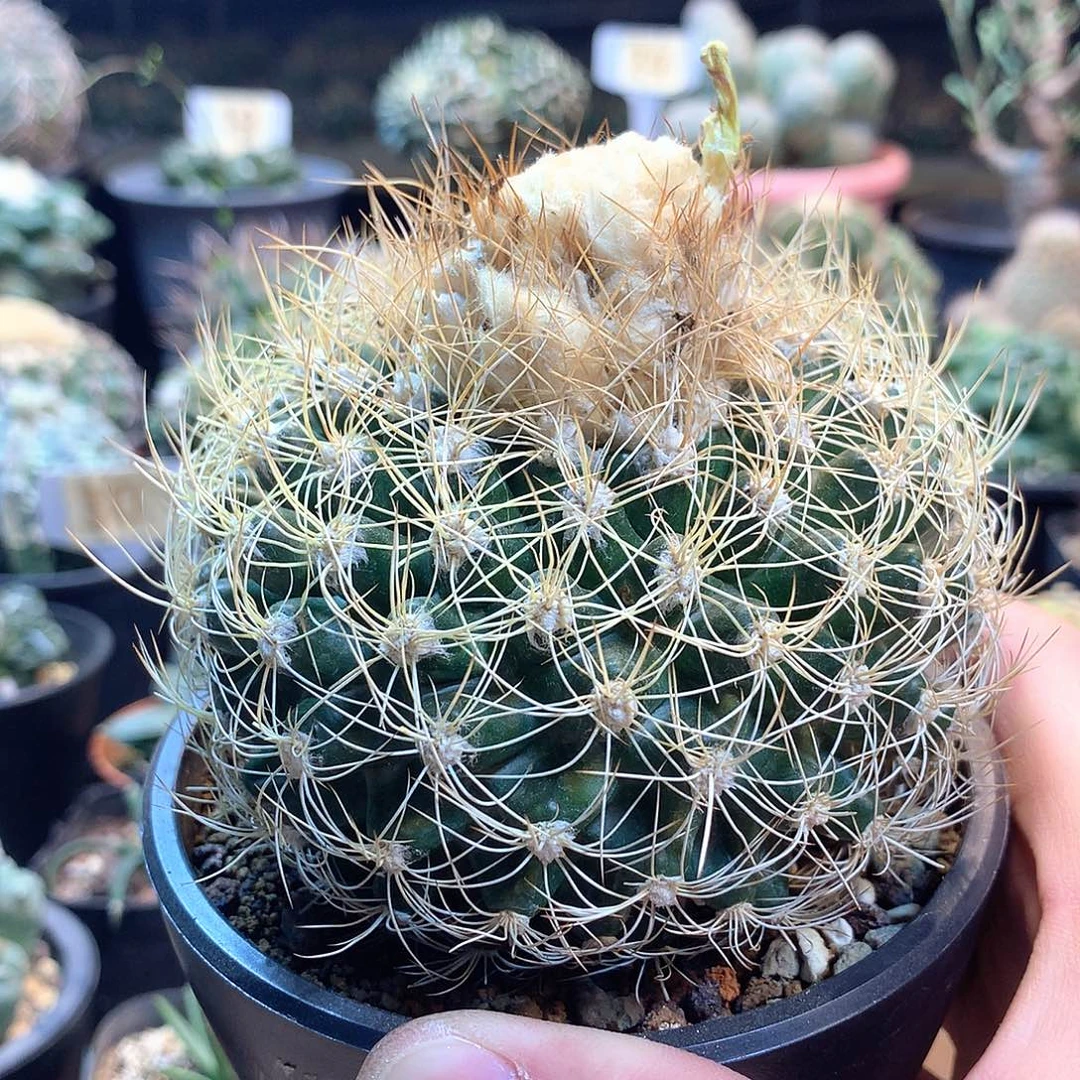 蜘蛛圆盘玉苗接没根