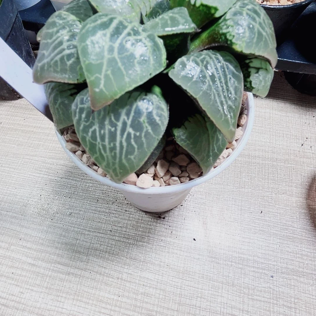 水晶康平多肉植物6666