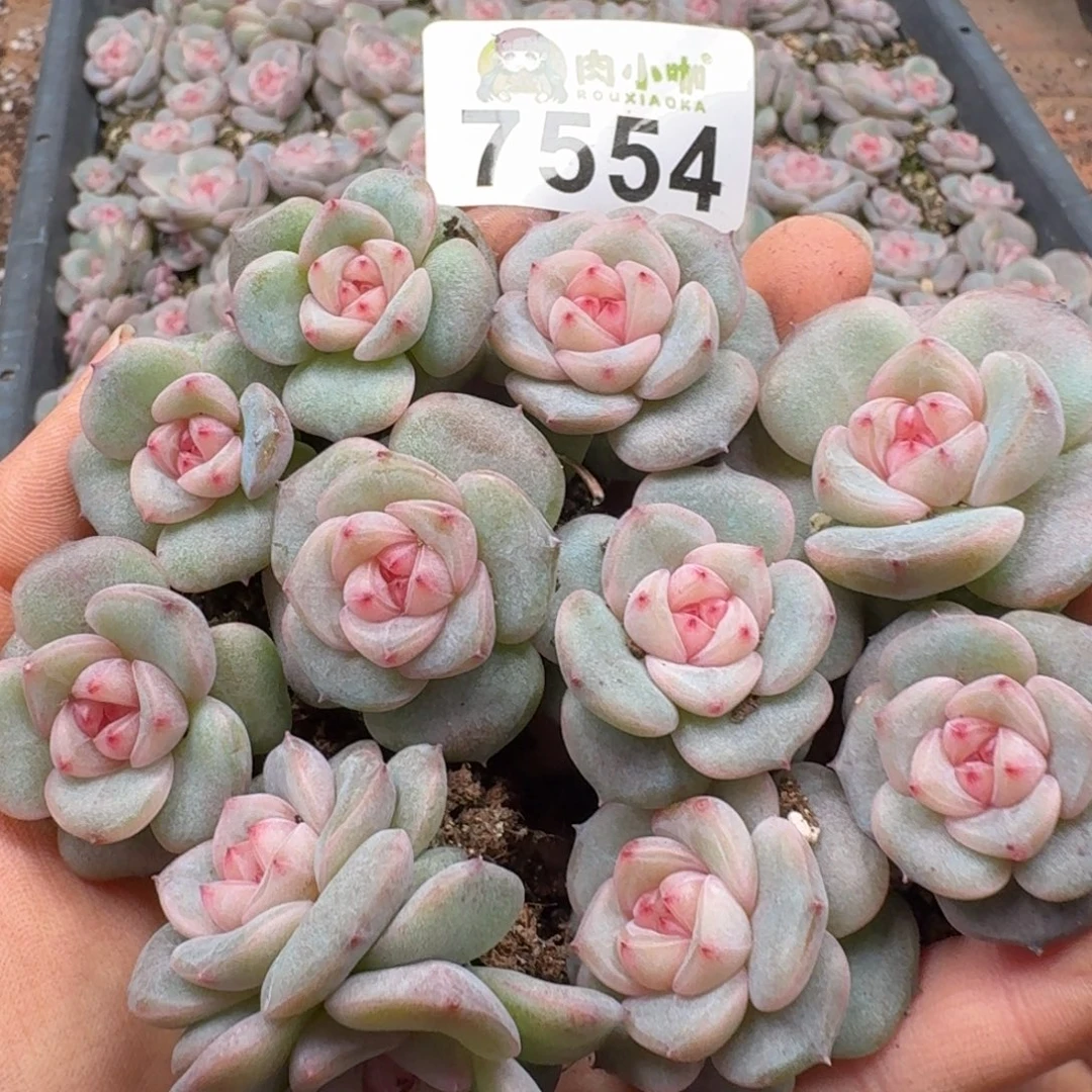 @***生多肉植物多肉植物