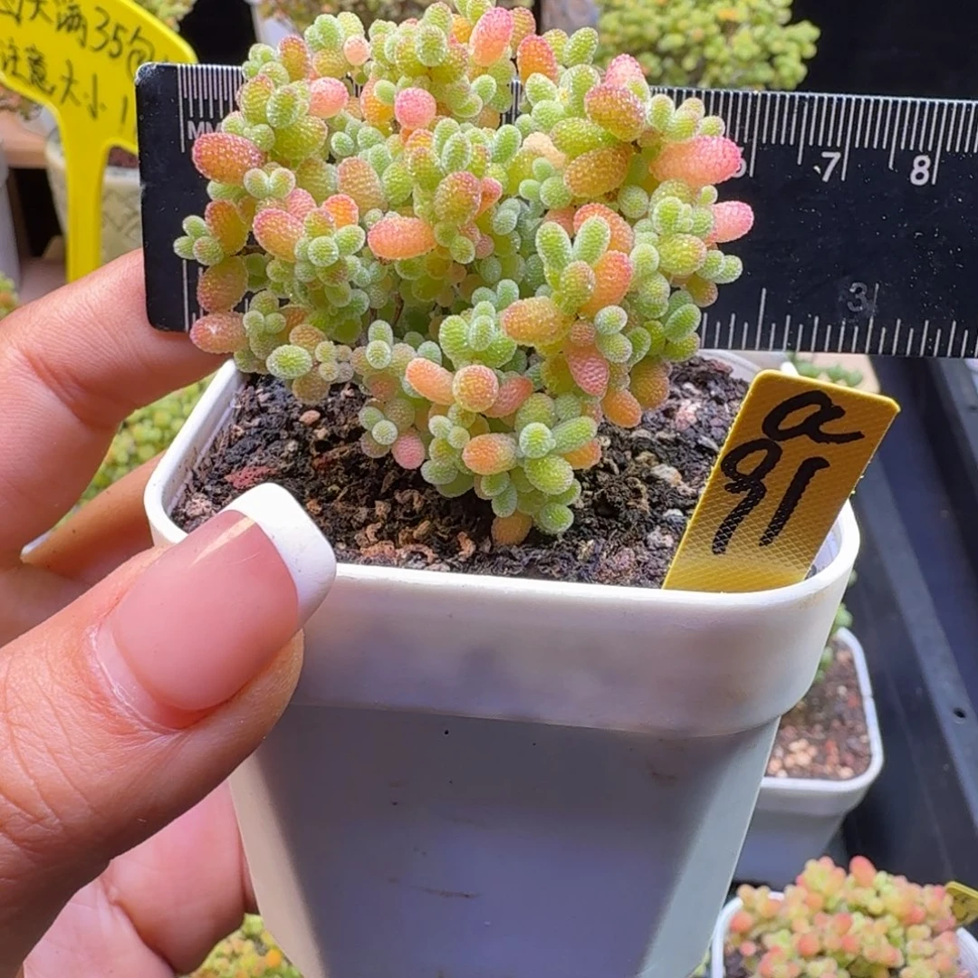 a91号橘子糖冠服6厘米左右