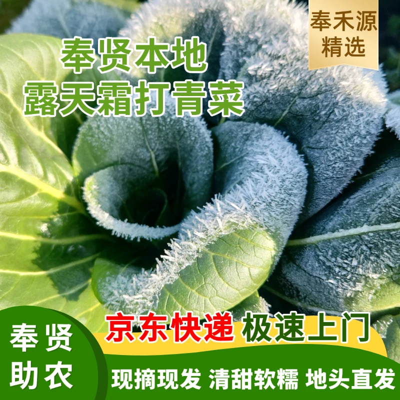 【奉贤本地】露天霜打青菜新鲜农户自家种植太湖菜新鲜清甜软糯