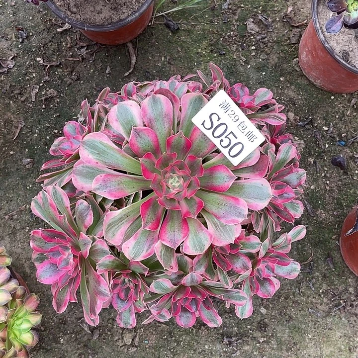 050妖月多肉植物