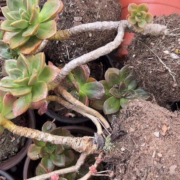 无花朵巧克力3盆。