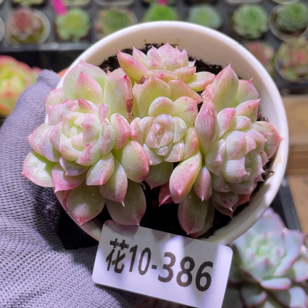 花利美10-386新品