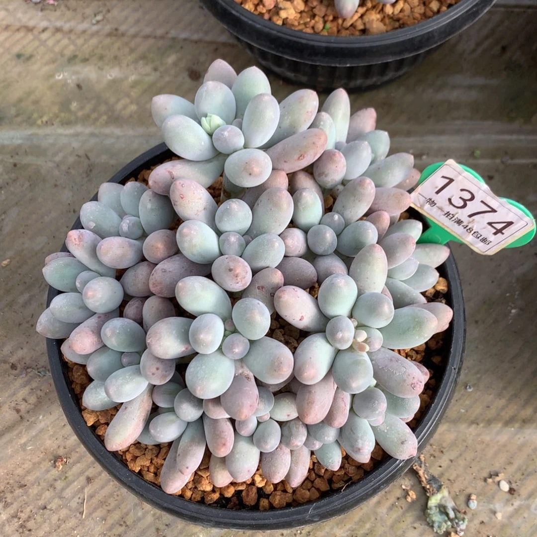 大叶汤圆黄体无砍1374