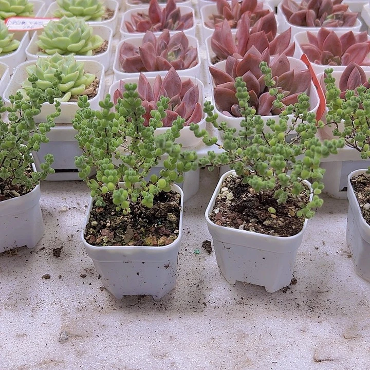 莱斯枝干19包邮多肉植物