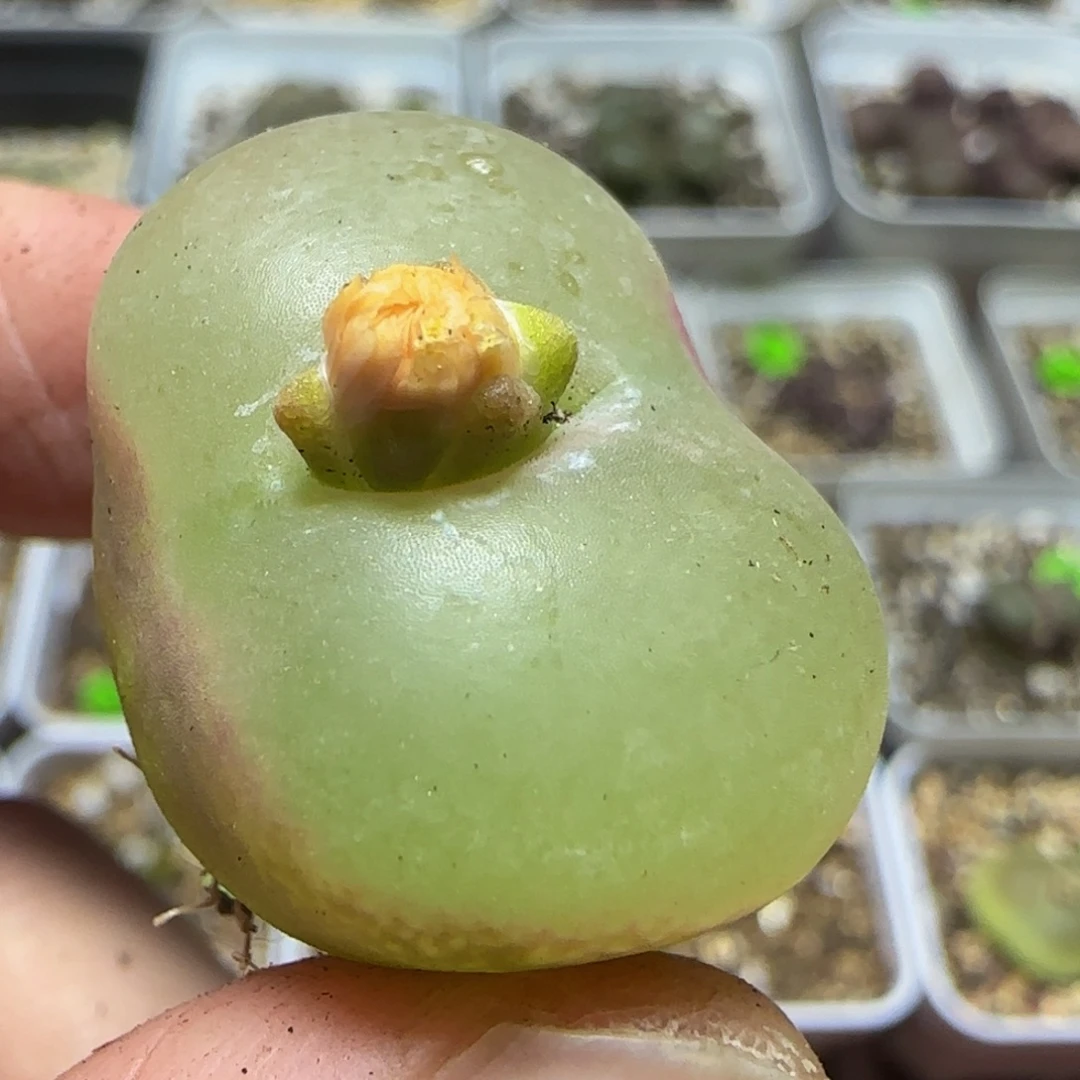 2.5漂亮多肉植物343