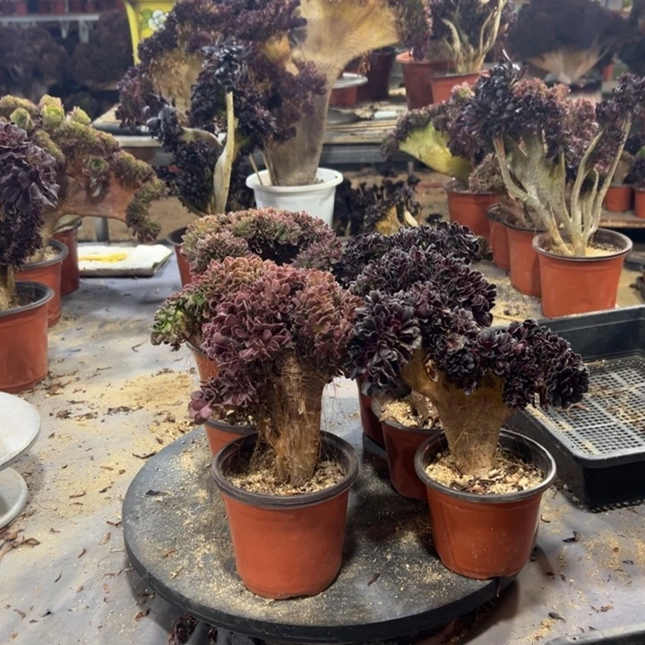 276多肉植物共计6棵