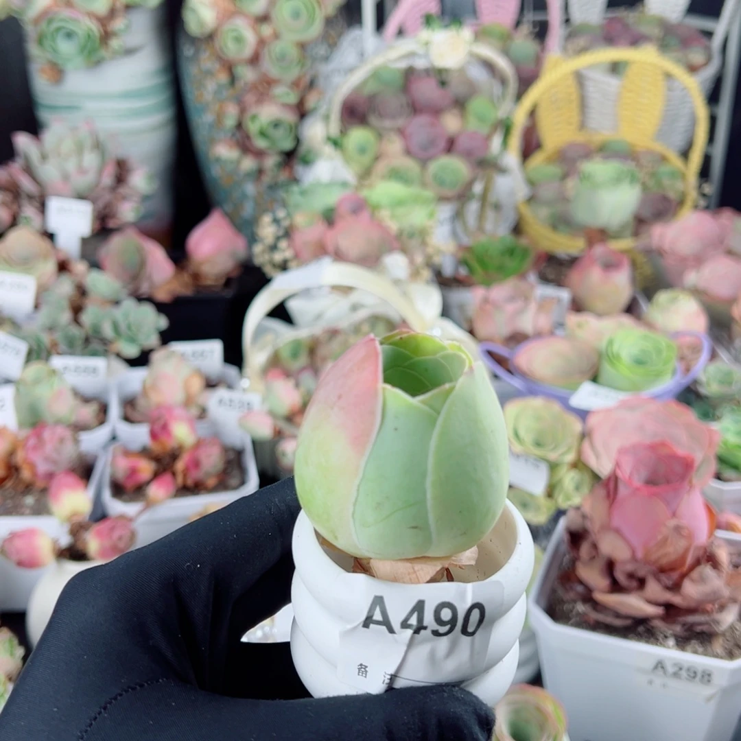 490粉酒杯老桩福利。   一物一拍