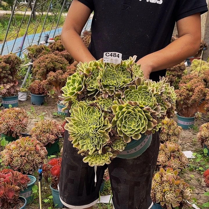 绿豆沙缀法师15/4