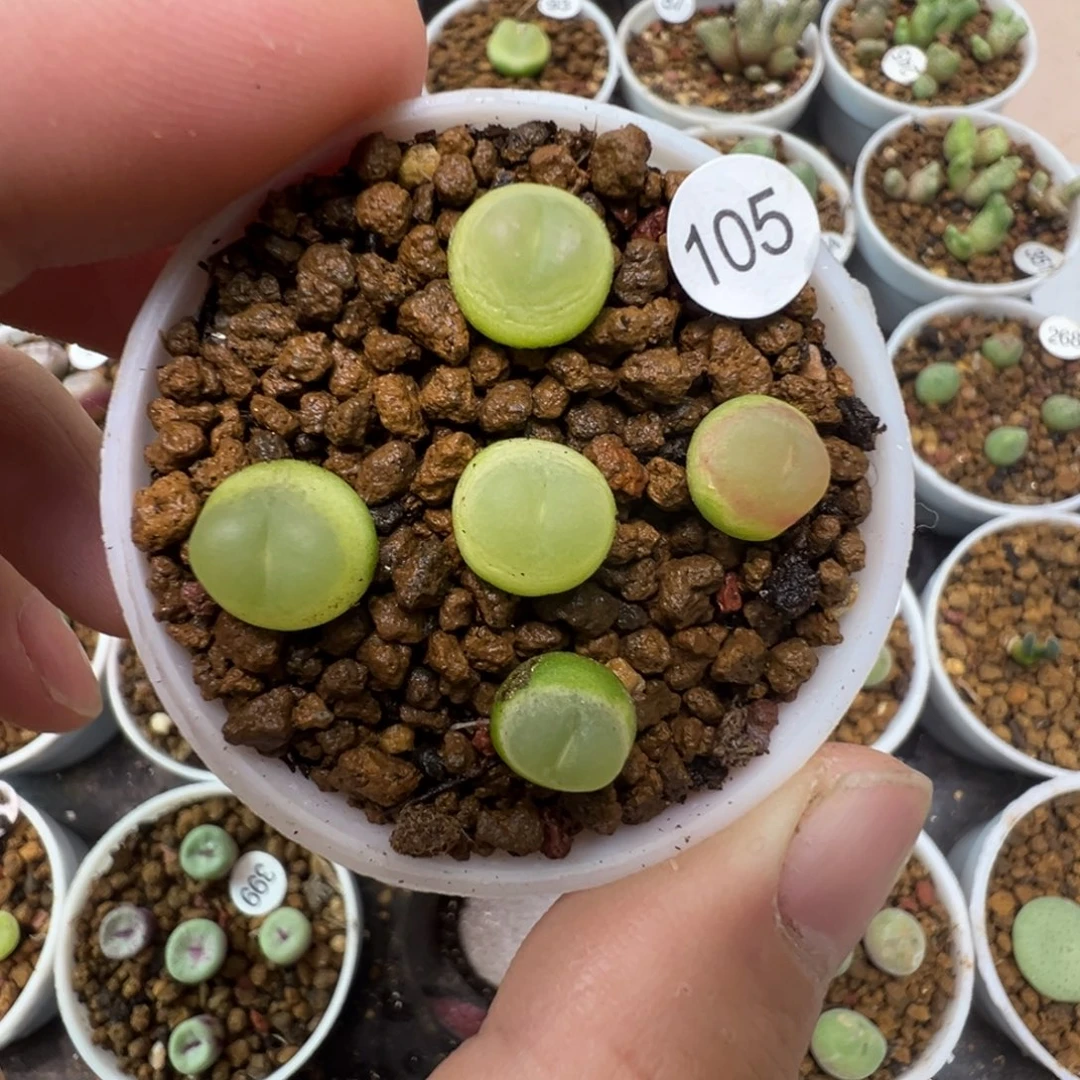 拉登一颗脱土1050000