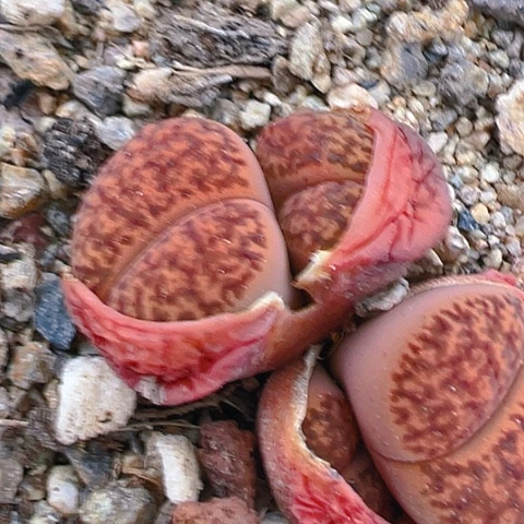 【闪购商品】24572