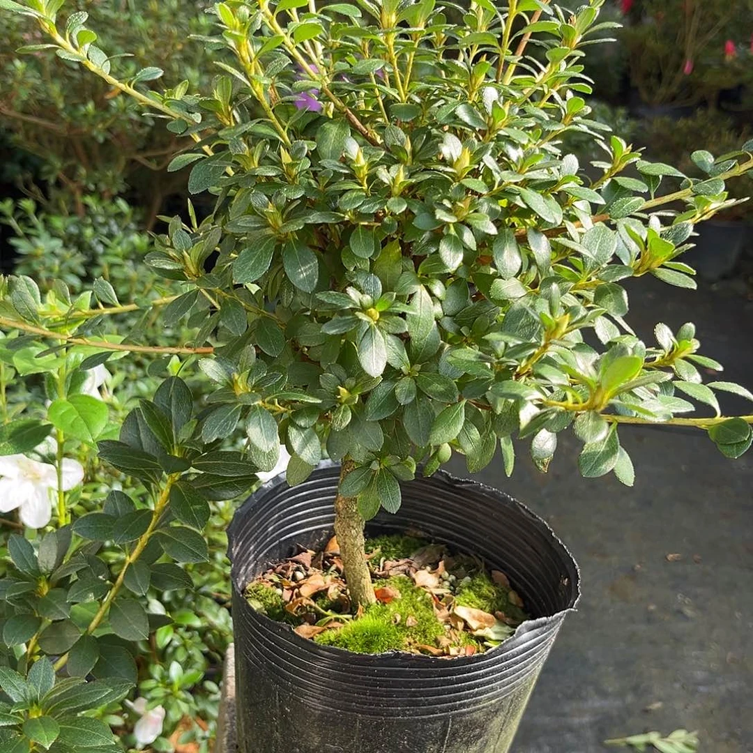 完全开放绢之舞杜鹃