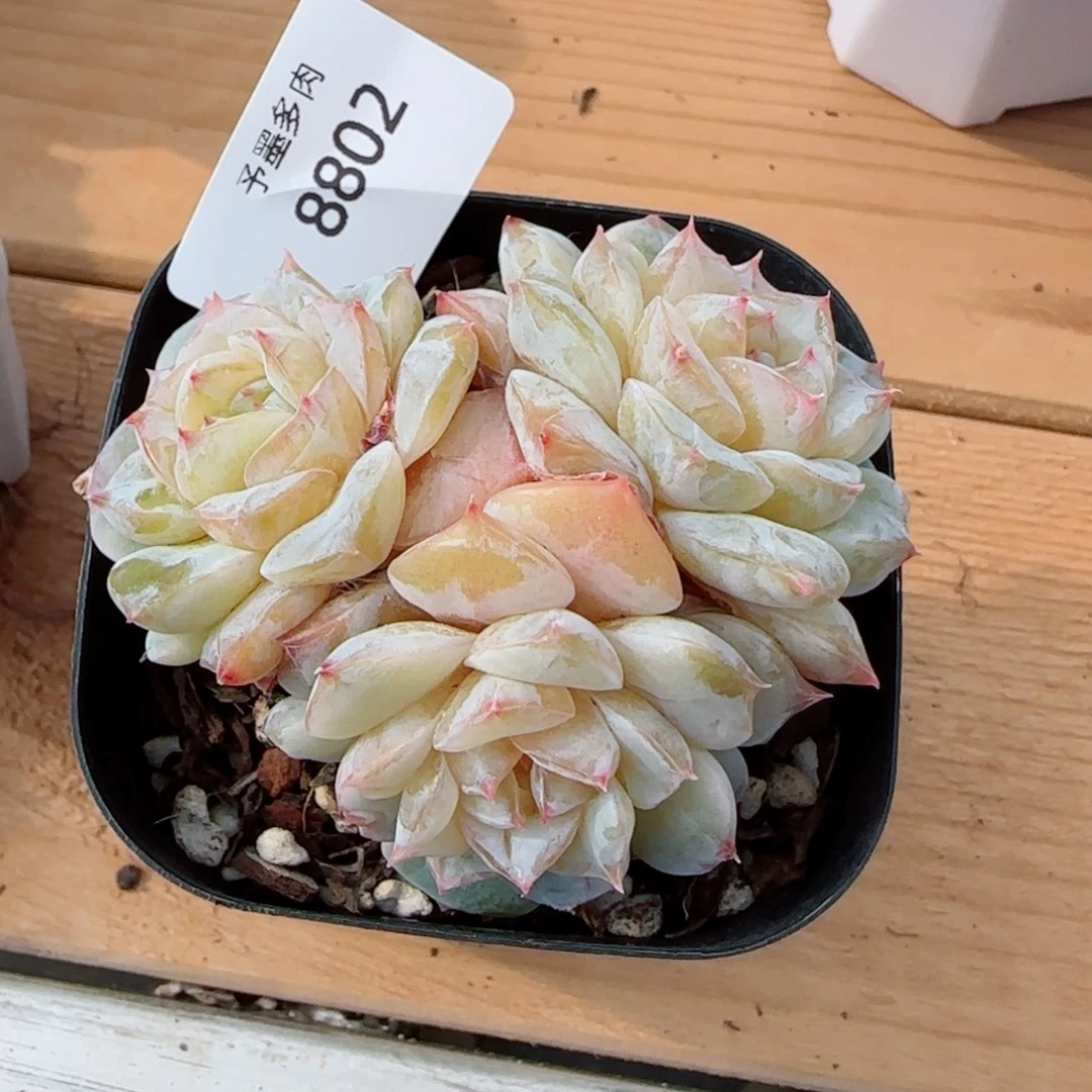 梦境群，8802多肉植物