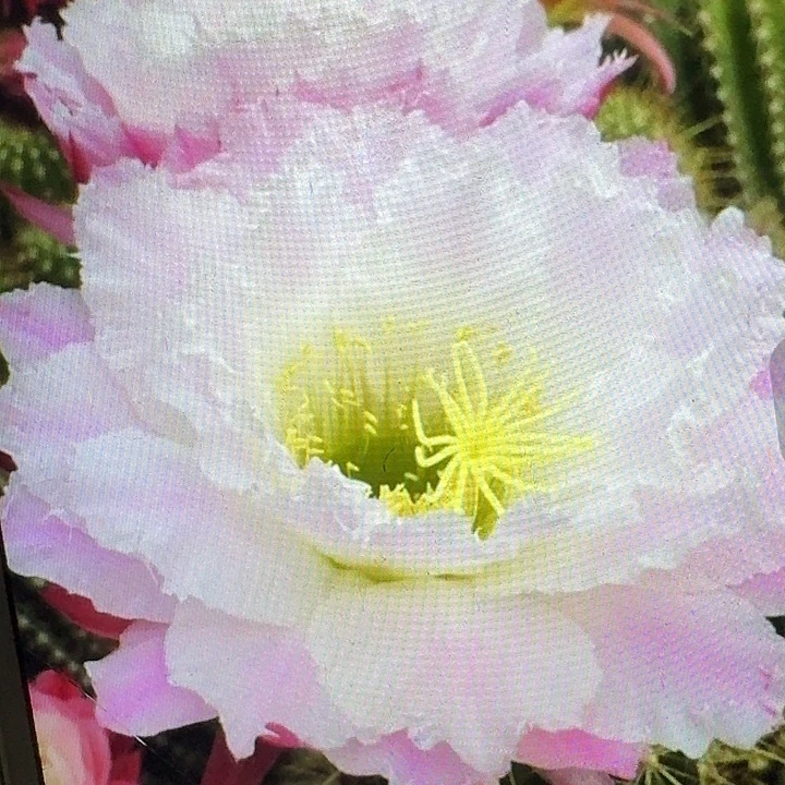 柠檬心侧芽5公分左右毛花柱（20包邮）