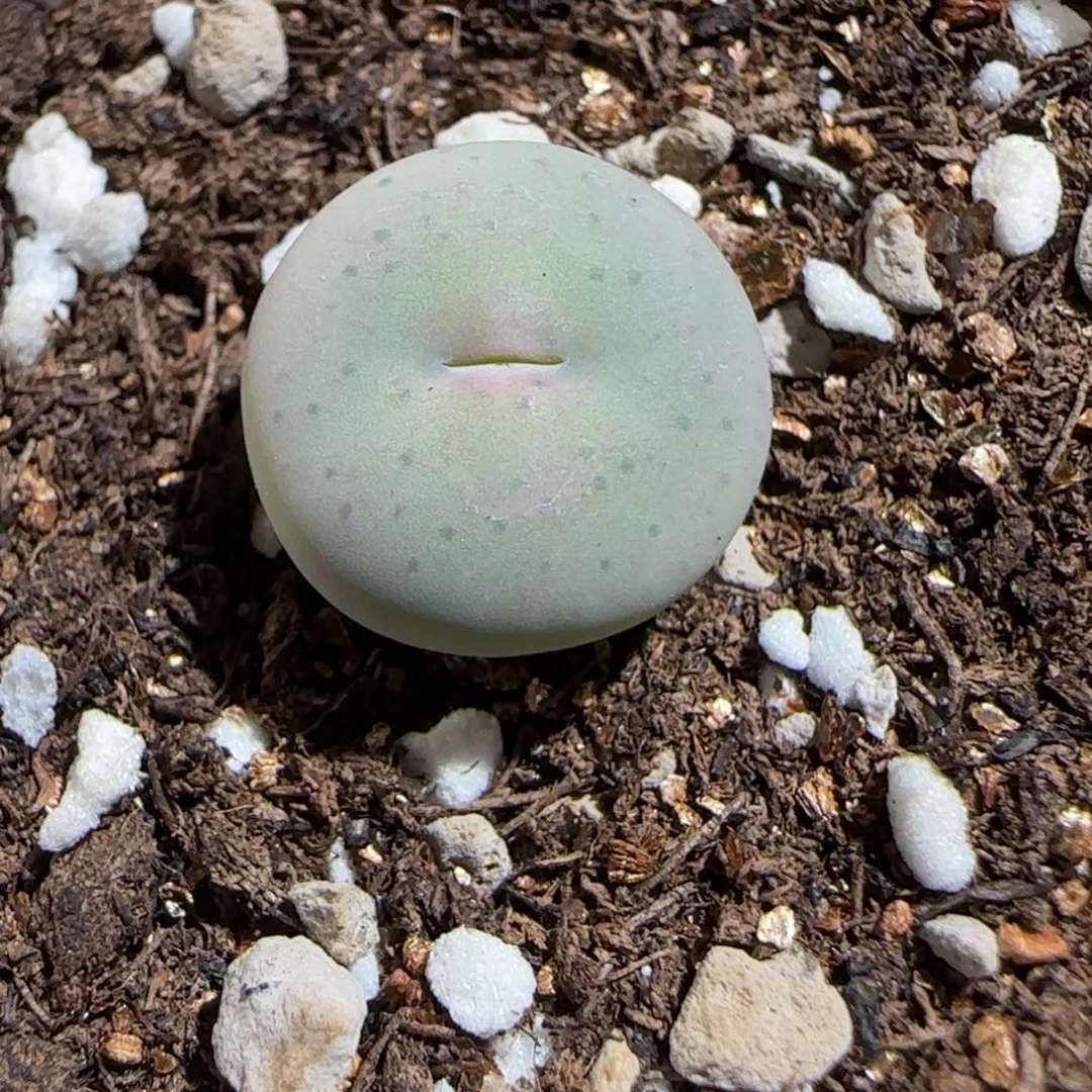 肉锥多肉植物组合-奶油嘴1332