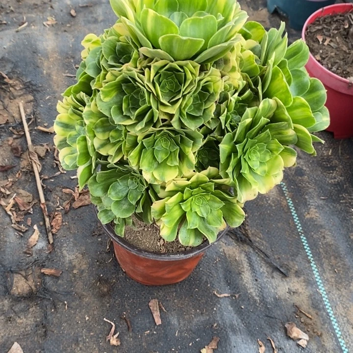 五彩琉璃24多肉植物法师法师法师