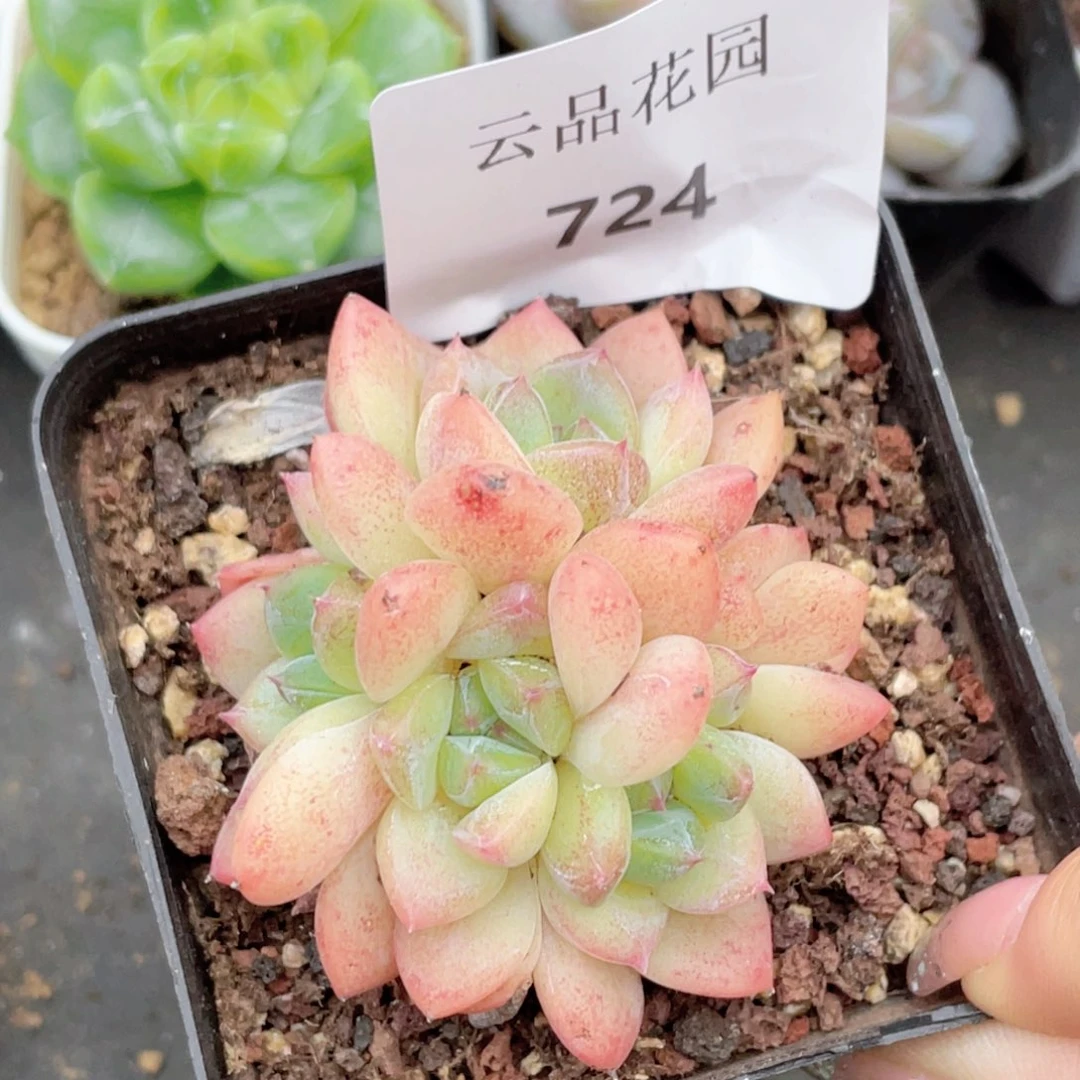724号糖心冰心珍妮