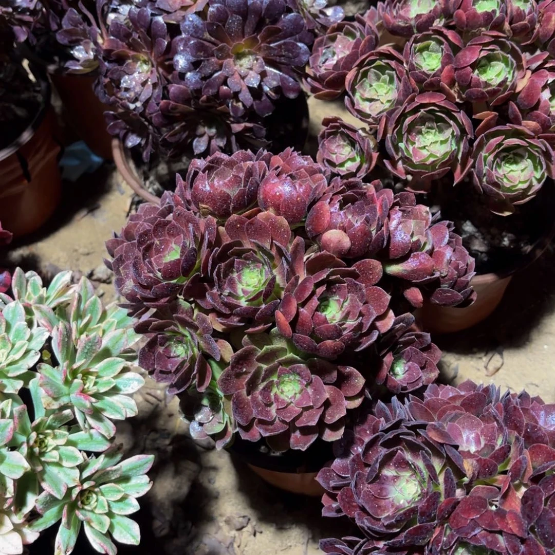 黑金玫瑰绣球9.9多肉植物