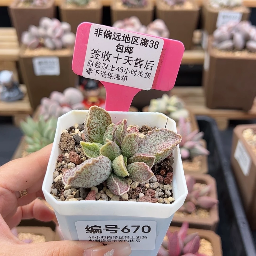 670草莓多肉植物