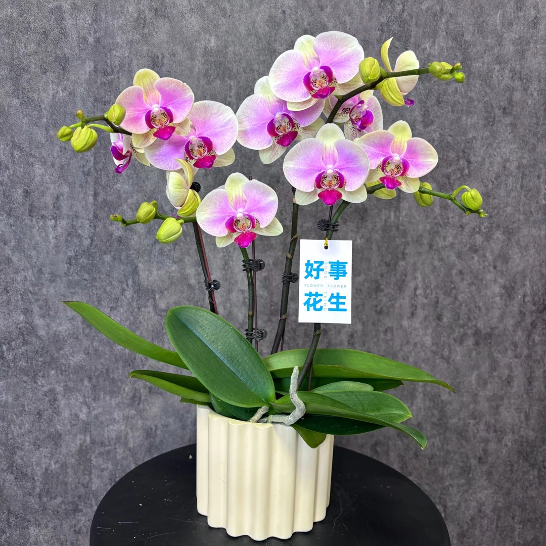 【蒙娜丽莎-蝴蝶兰】珍贵品种 好养花期长 送礼装饰 室内观赏花