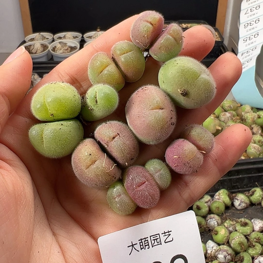 一物一拍              932