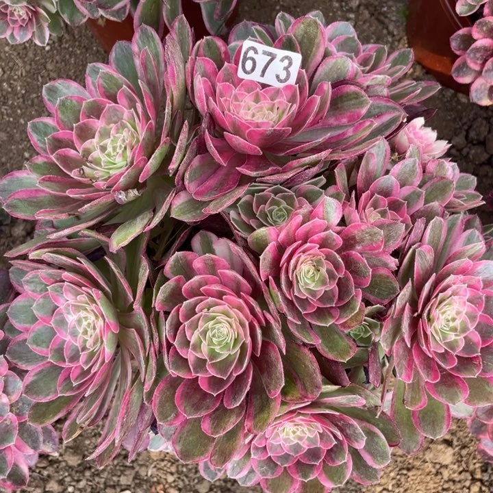 673多肉植物孔雀翎