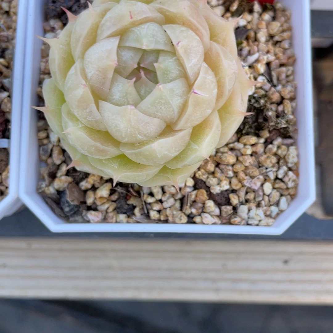 013黄包包麦杆模特