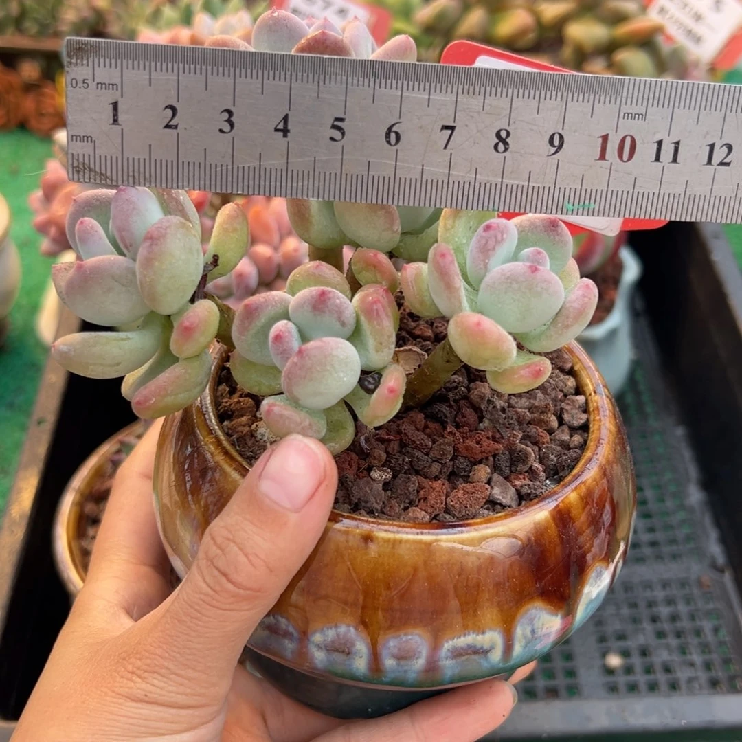 表妹精品多肉植物598.