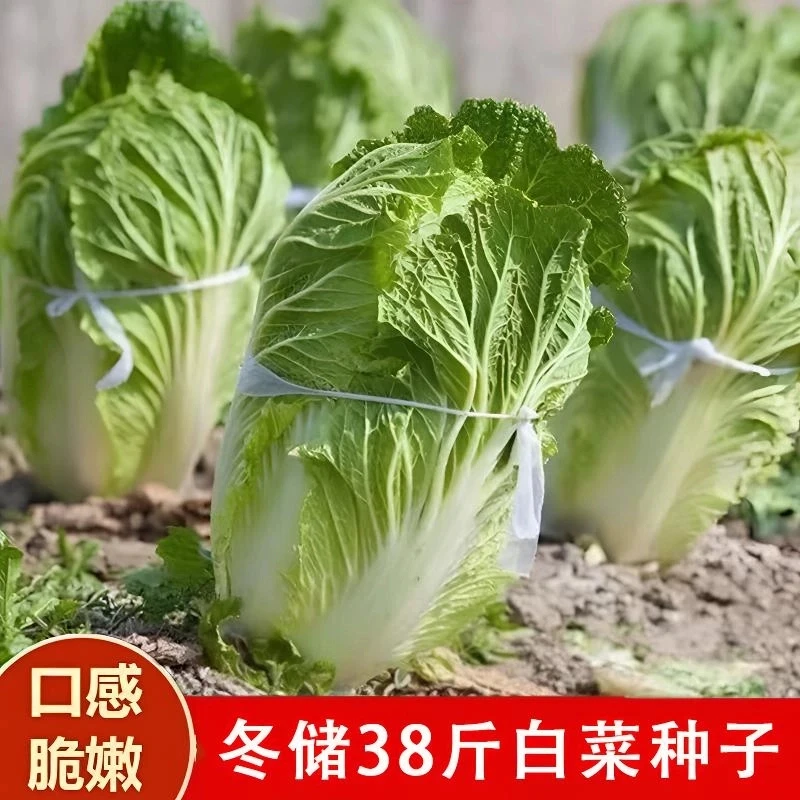 脆嫩多汁冬储38斤大白菜种子大白菜种籽包心白菜种子优质蔬菜品种