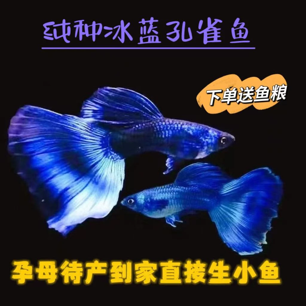 冰蓝尾孔雀鱼小型热带淡水观赏鱼好养耐活适合新手