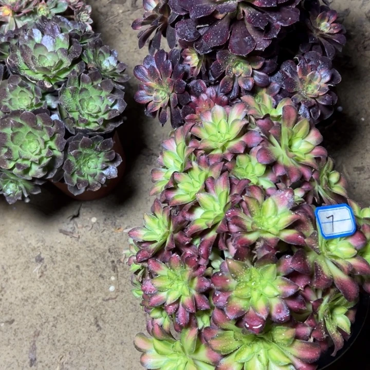 多肉植物断枝不包7