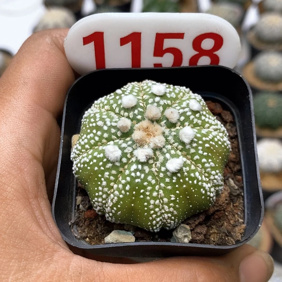 1158腹肌特特价福利了