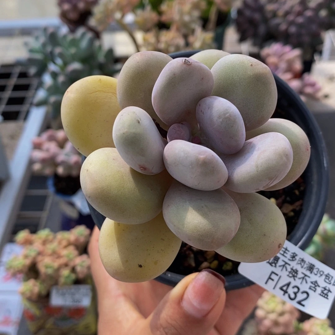 蛋黄奶酪432/6cm多肉