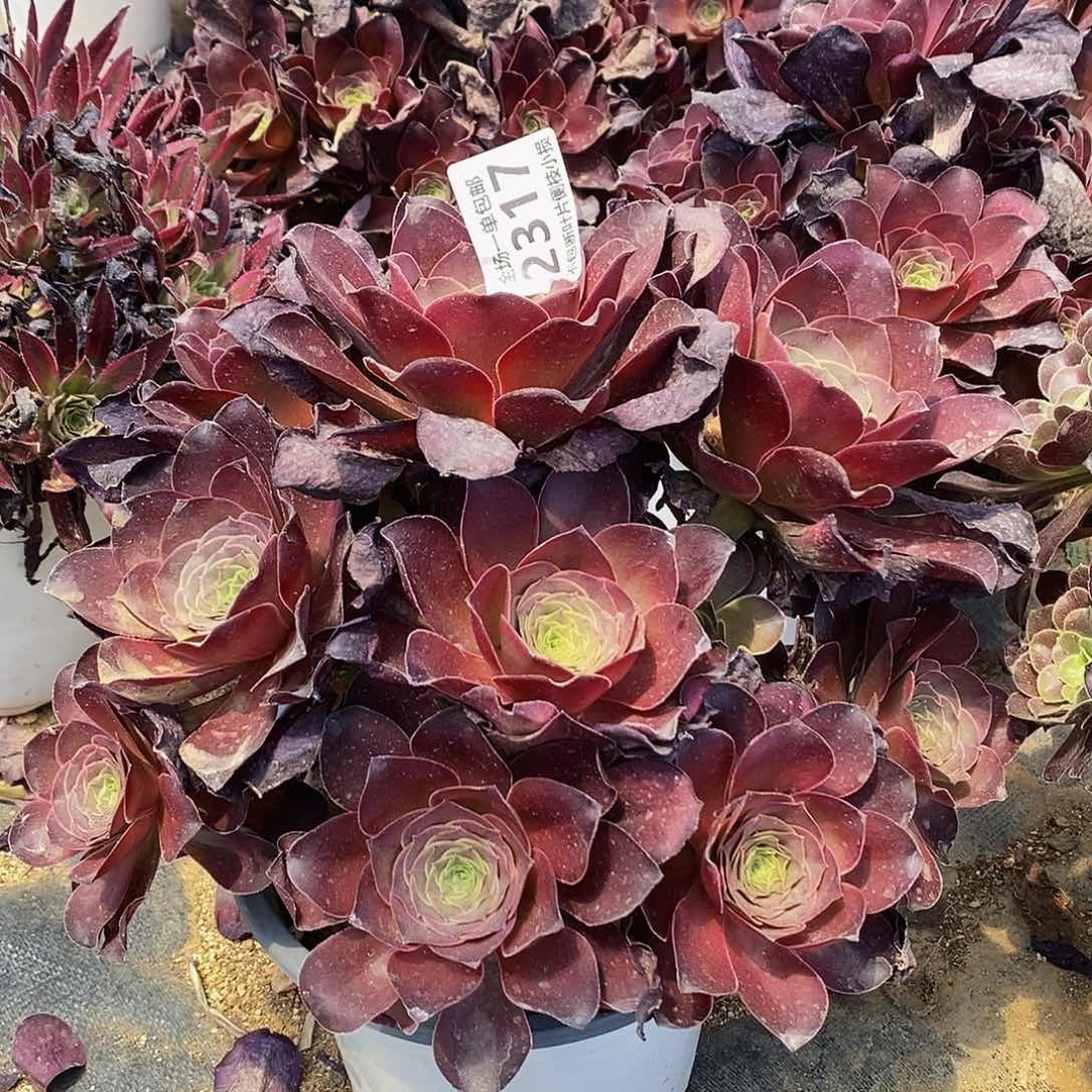 2317魅金玫瑰丛林多肉