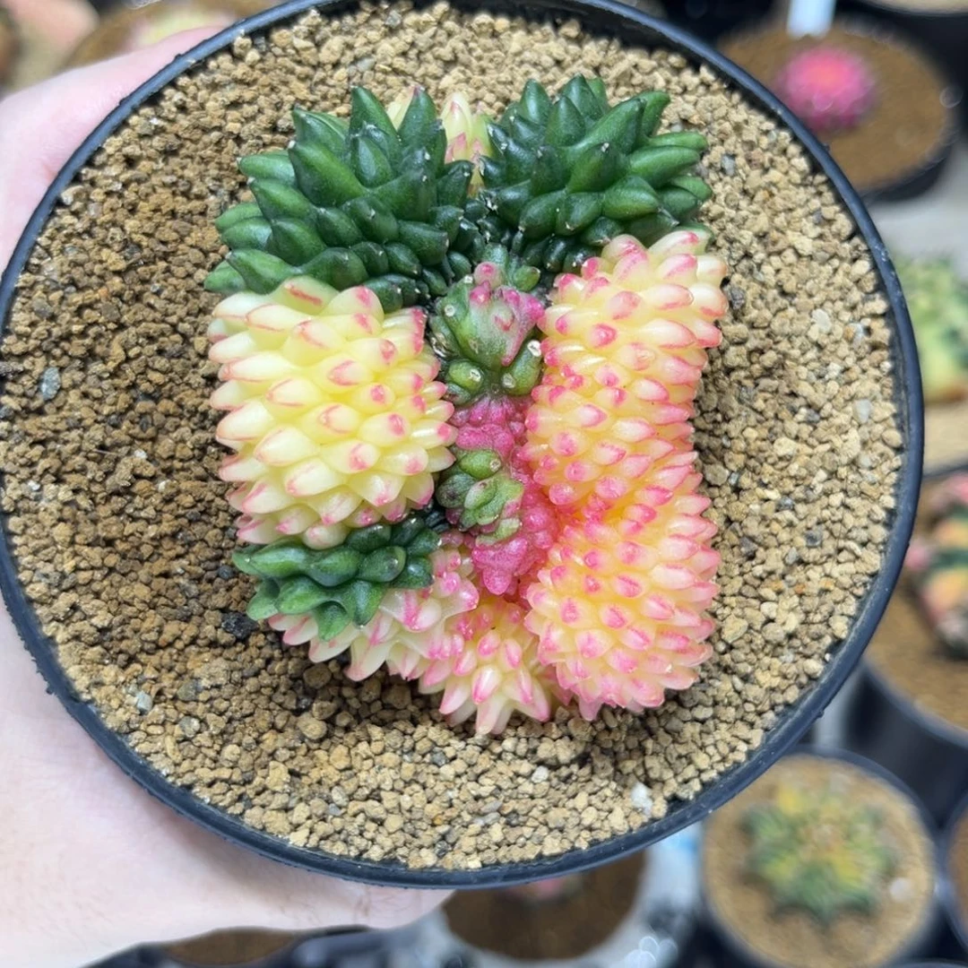 双色貘缀锦——————