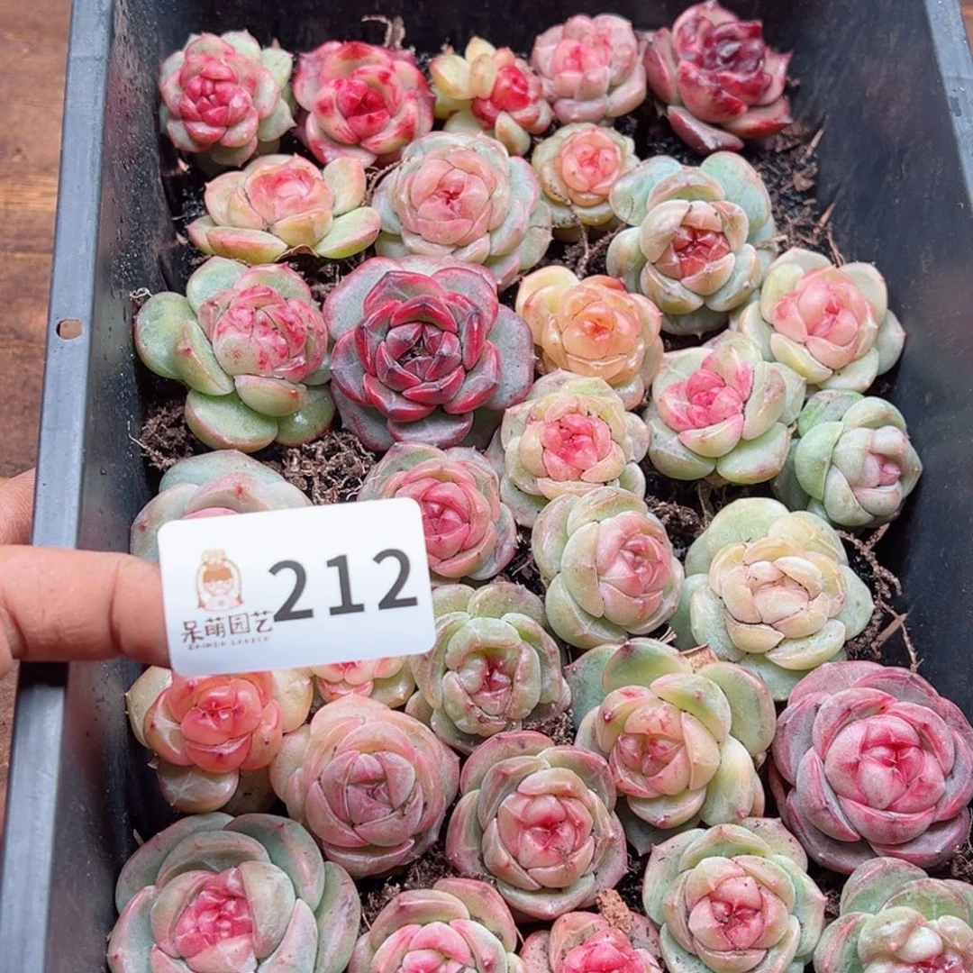 玲*多肉植物多肉植物