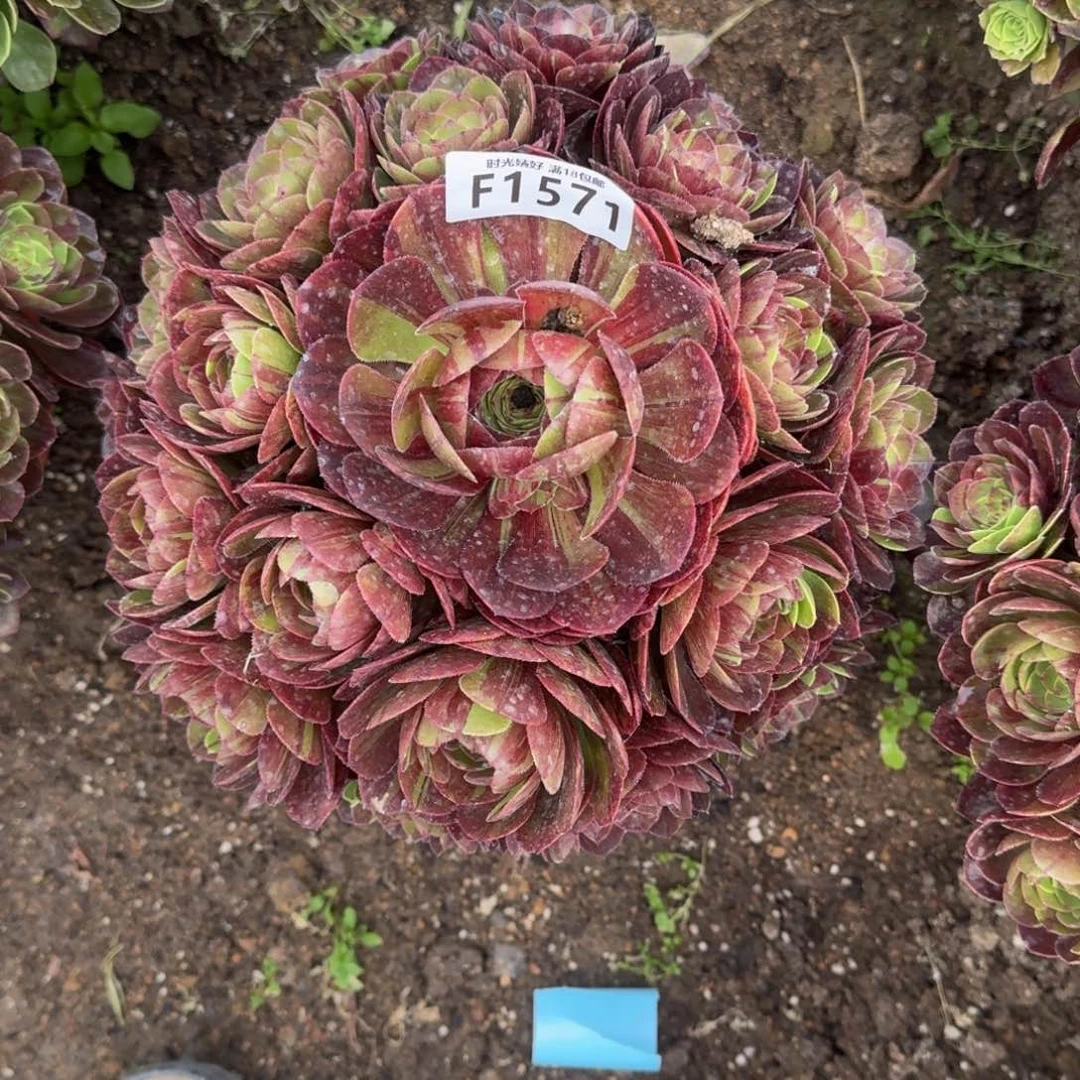 1571花月夜多肉植物