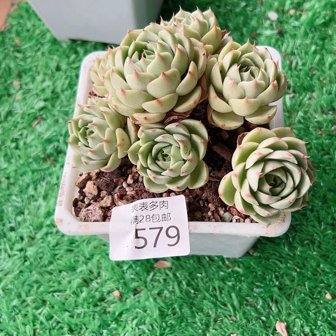 无花朵?多肉一物一拍579