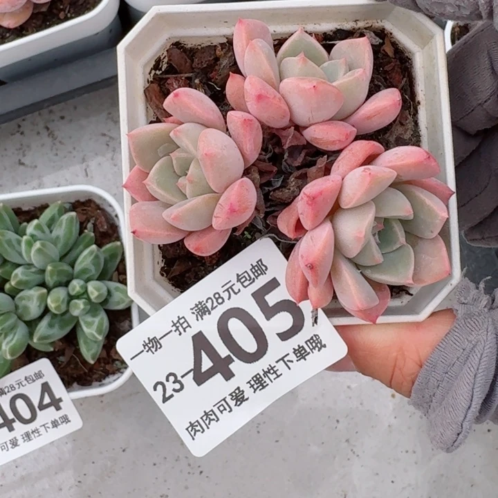 红粉佳人无盆土发货无盆土