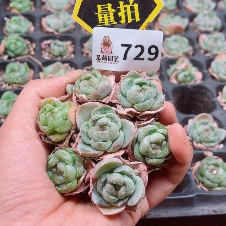 多肉植物多肉植物