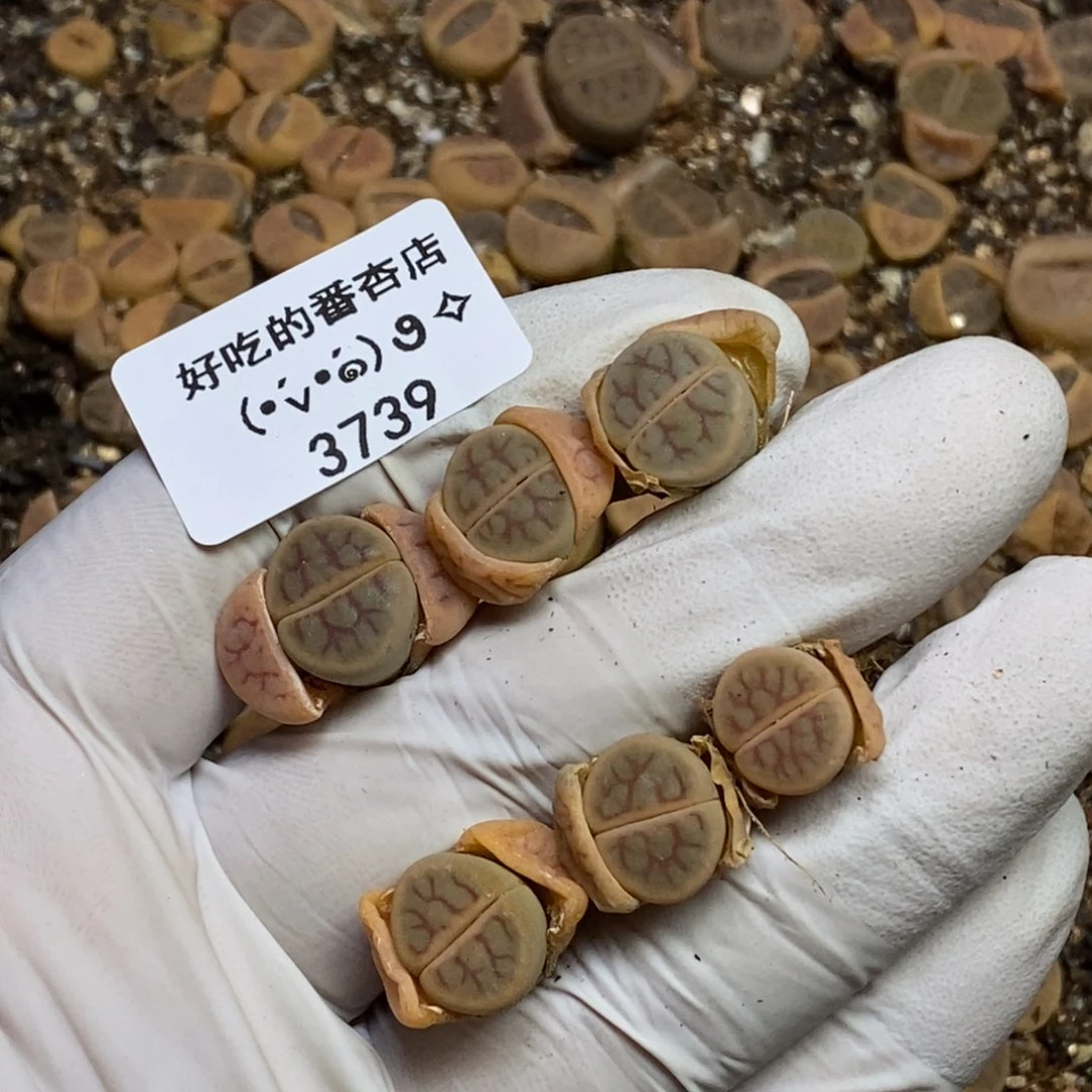 ?**壳3739。18包邮.当天凑哦。新疆西藏88包邮