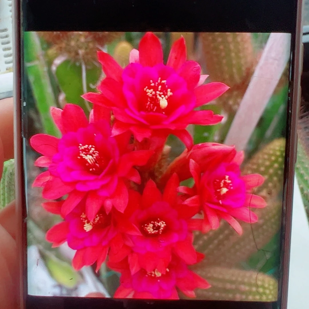 金妞紫水晶侧芽两颗 20 包邮