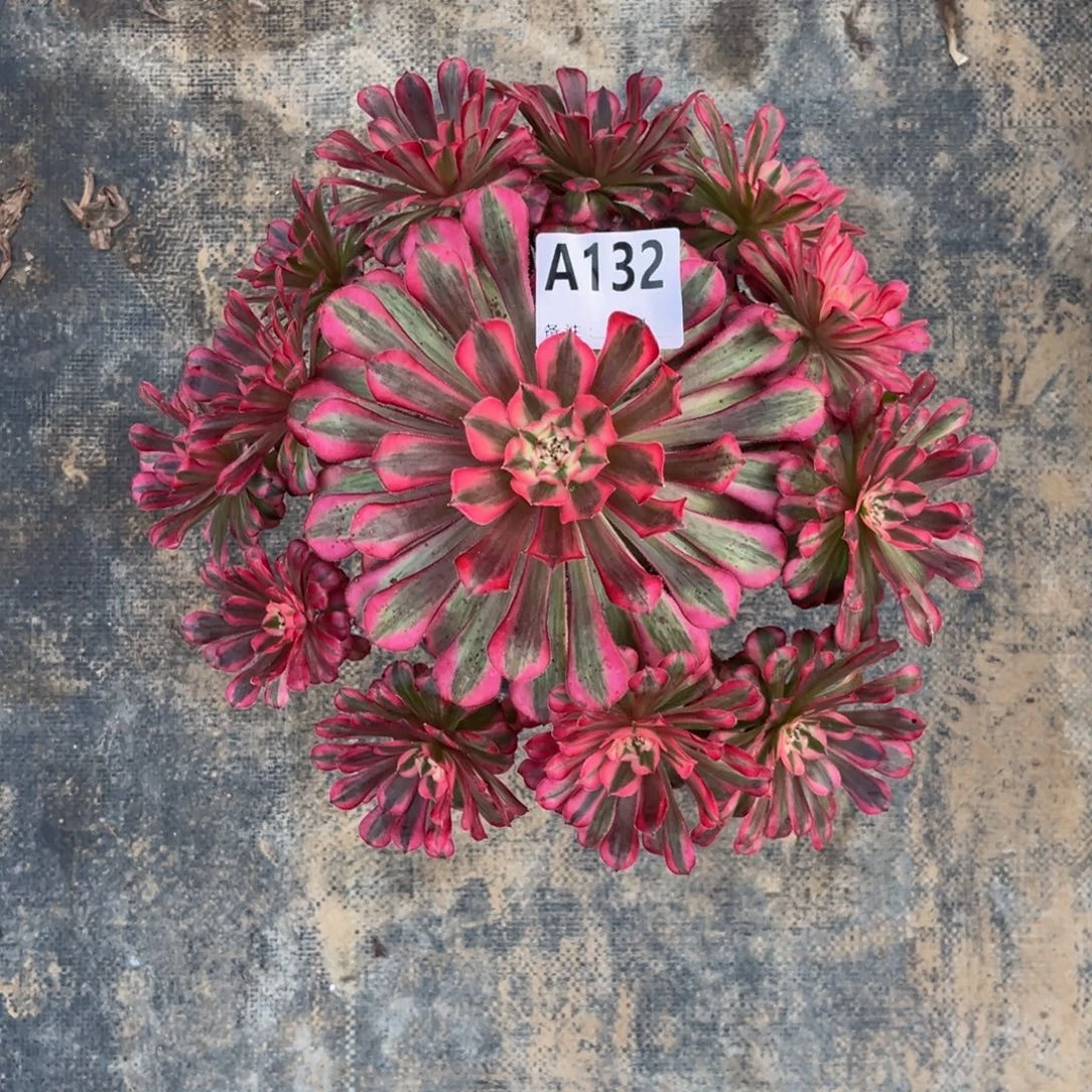 多肉植物红铜白132多肉