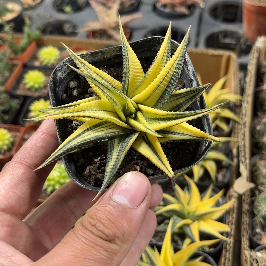 琉璃锦单头发货仙人球