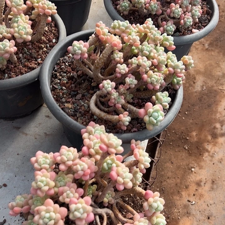 精品达芙妮。