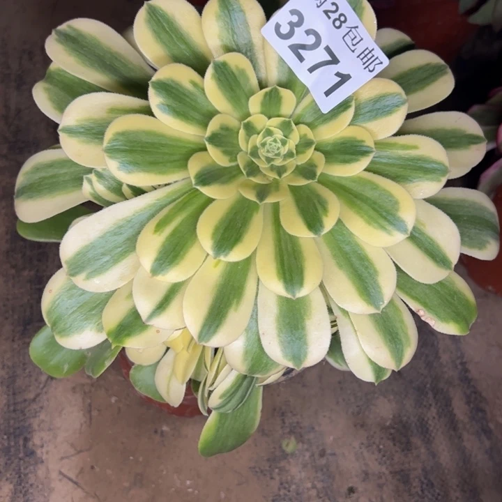 3271雪莲多肉植物